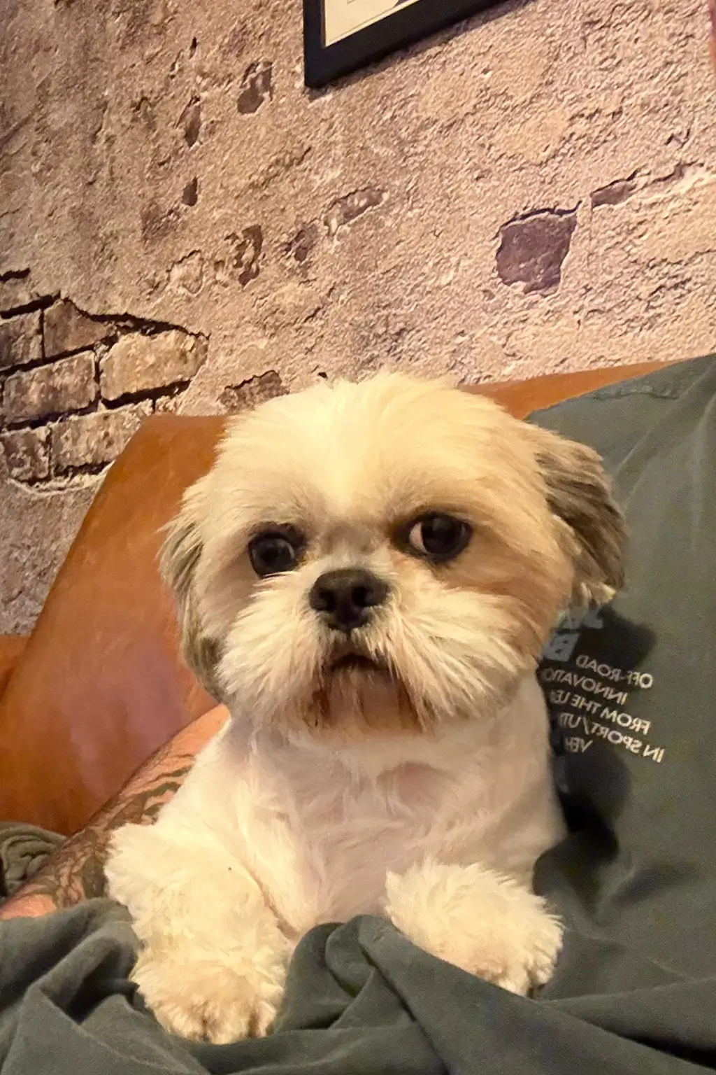 Pets friendly. Único hotel en Nerja que acepta mascotas