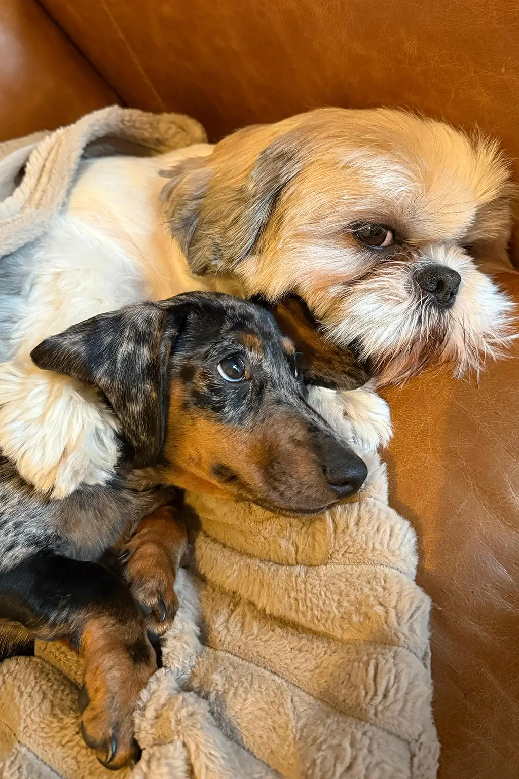 Pets friendly. Único hotel en Nerja que acepta mascotas