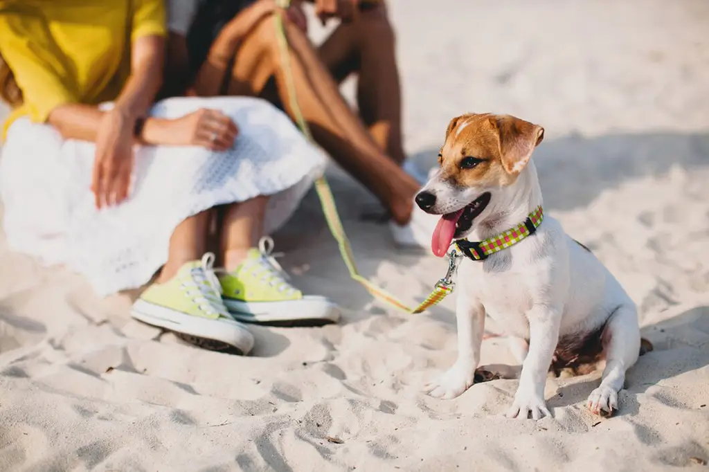 Pets Friendly in Nerja